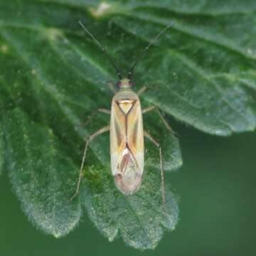 Image of Plagiognathus longipennis (Uhler 1895)