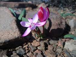 Plancia ëd Hesperantha humilis Baker