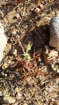 Image of Narrow-leaved cudweed