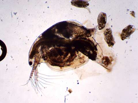 Image of Water flea