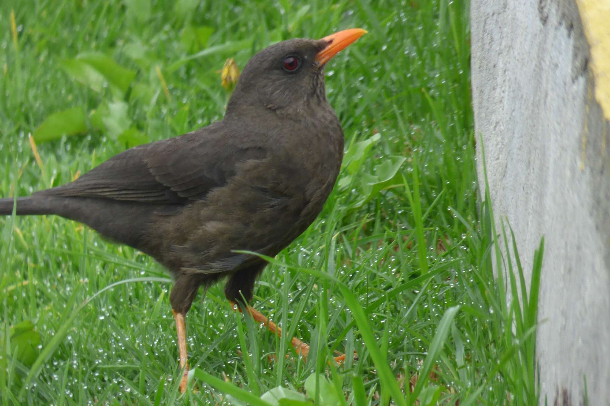 Image of Great Thrush