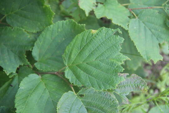 Plancia ëd Corylus heterophylla Fisch. ex Trautv.