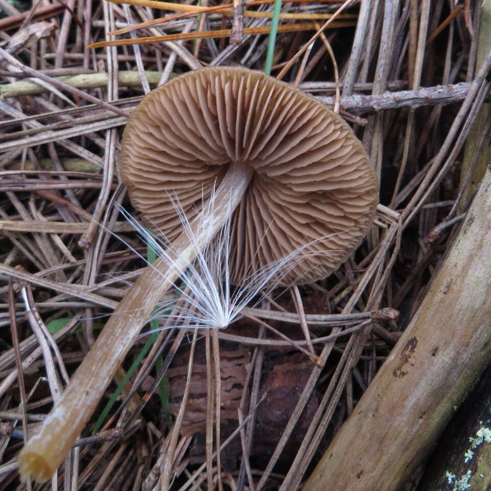 صورة Entoloma cuneatum (Bres.) M. M. Moser 1978