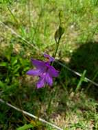 Calopogon tuberosus (L.) Britton, Sterns & Poggenb.的圖片