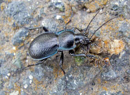 Image of Carabus (Archicarabus) wiedemanni wiedemanni Ménétriés 1836