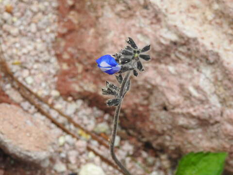 Image of Salvia prunifolia Fernald