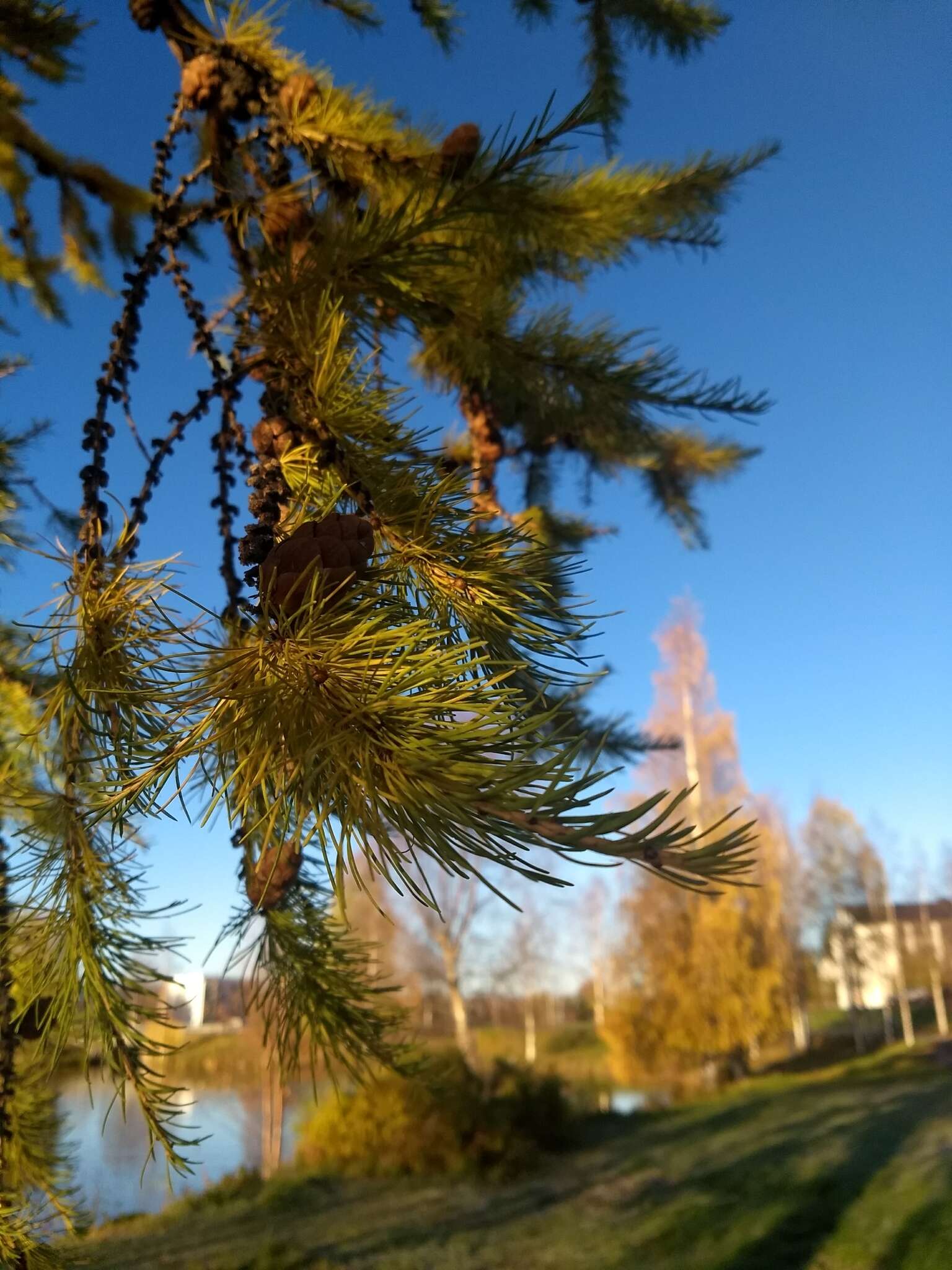 Image of Siberian Larch