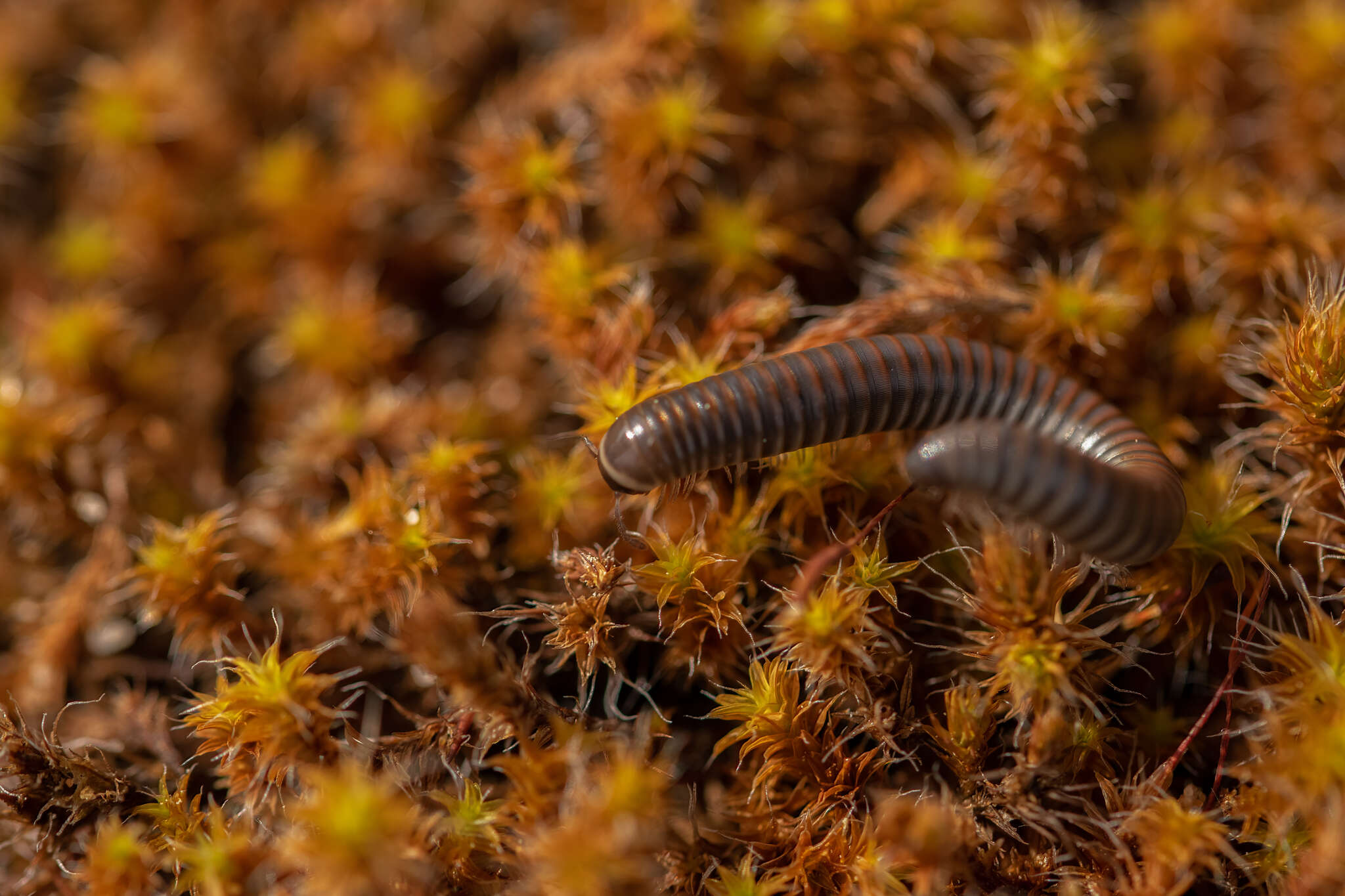 Sivun Ommatoiulus rutilans (C. L. Koch 1847) kuva