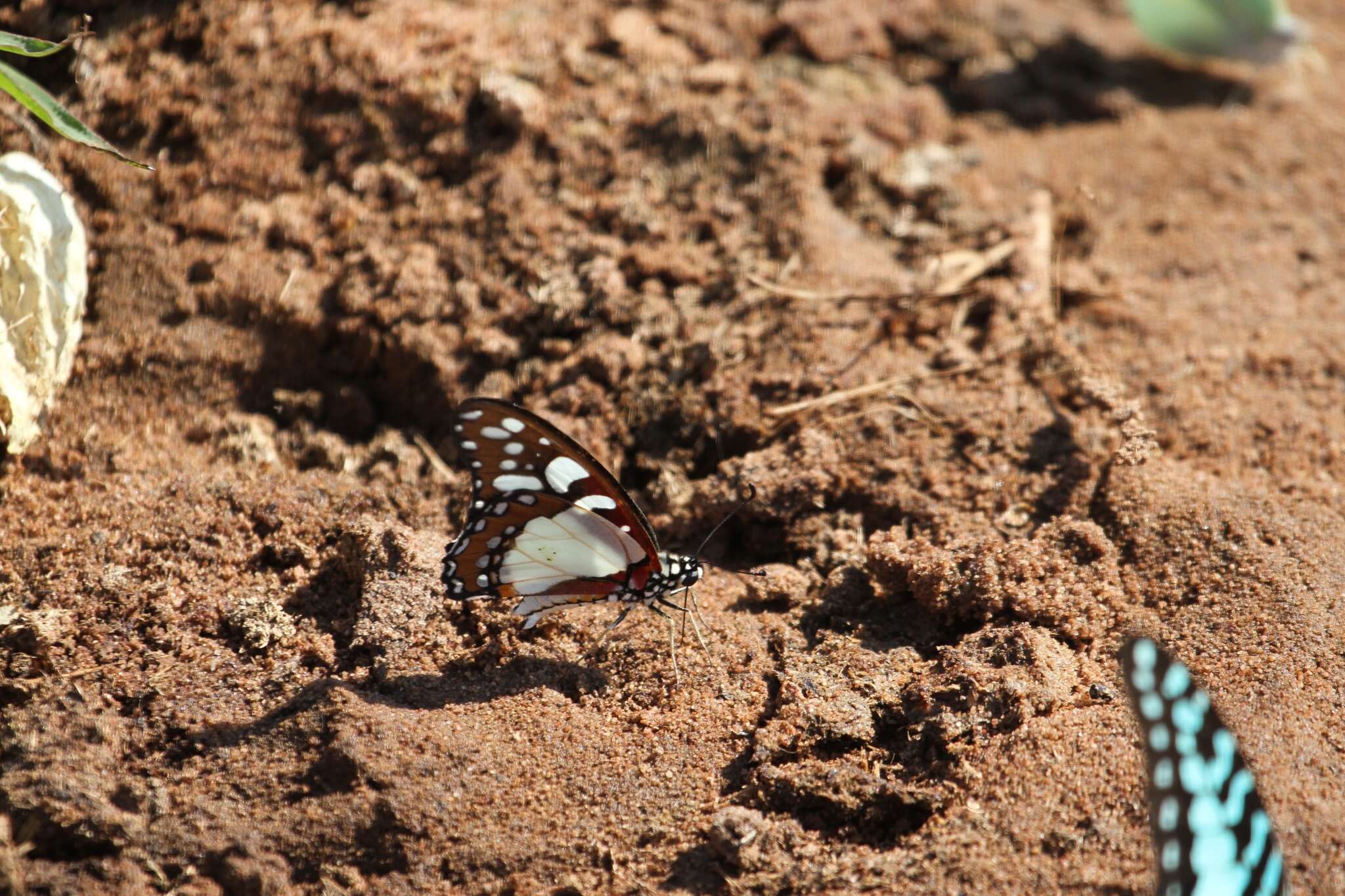 Image de Graphium morania (Angas 1849)