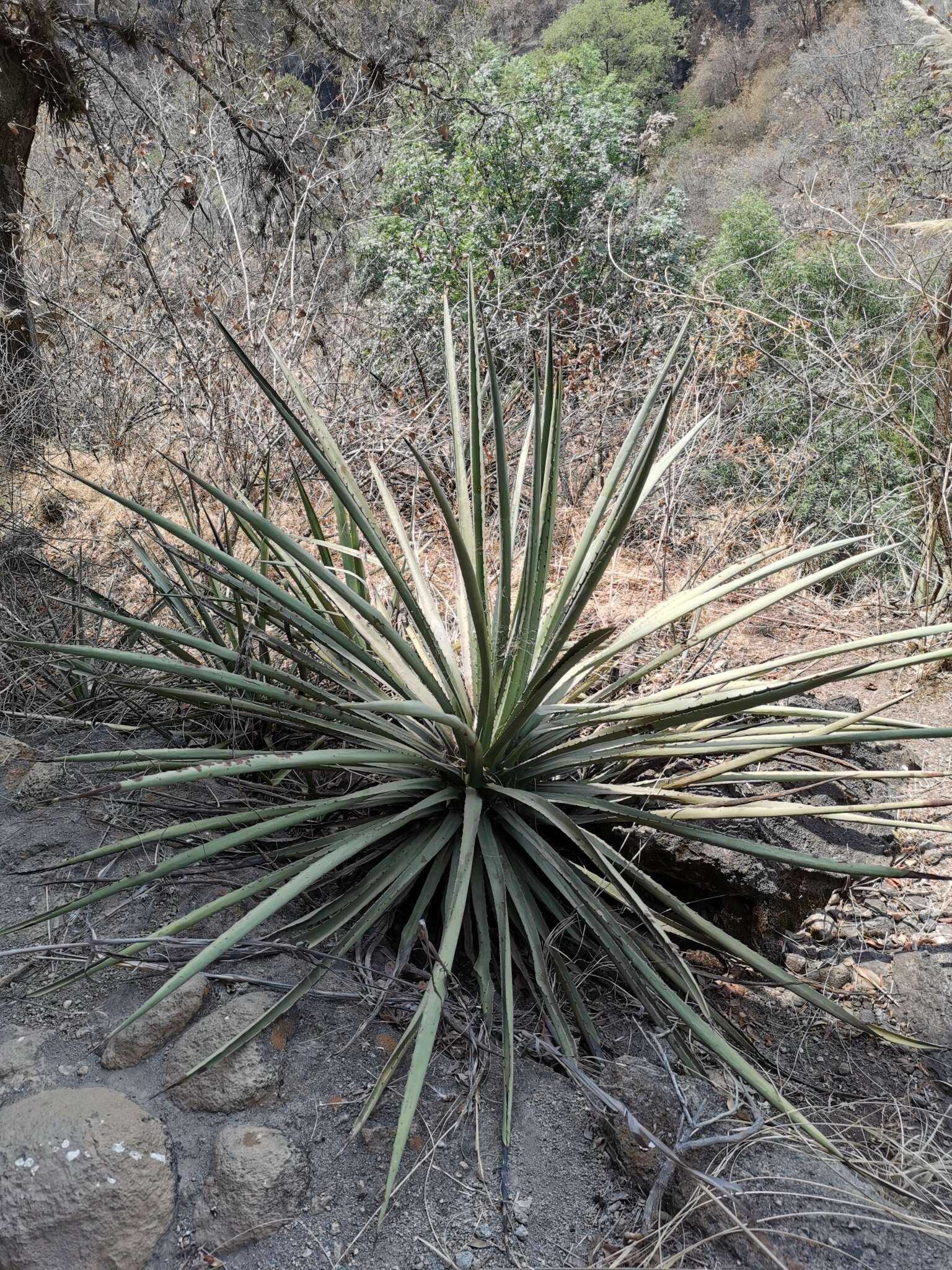 Image of century plant