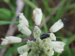 Image of Common Roman Squill