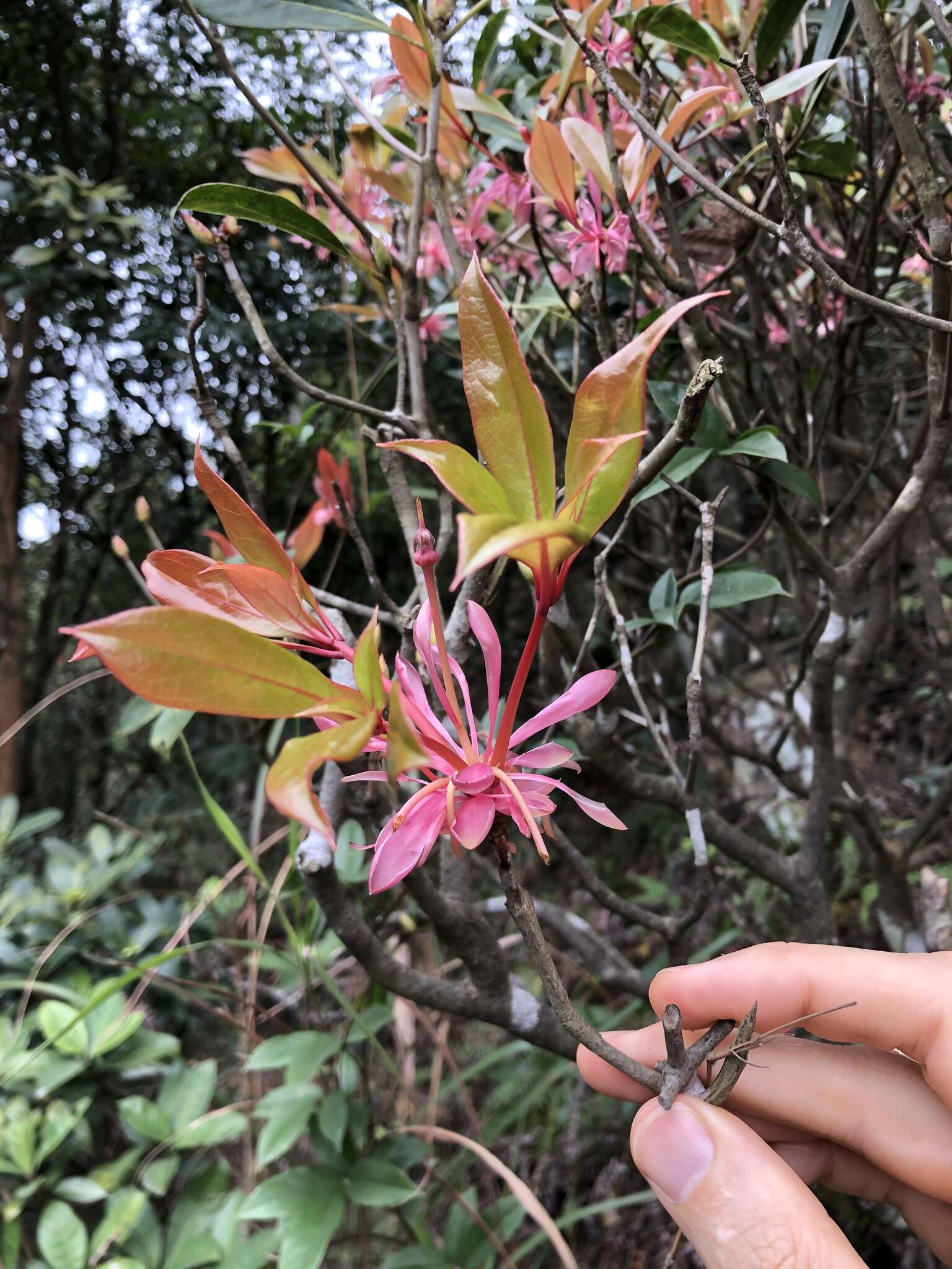 Image of Enkianthus quinqueflorus Lour.