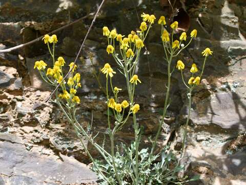 Image of shale barren ragwort