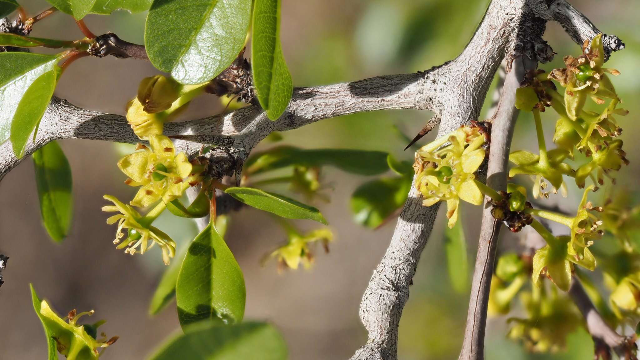 Image of Parry's jujube