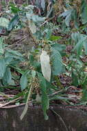 Image of Rhynchotechum discolor (Maxim.) B. L. Burtt