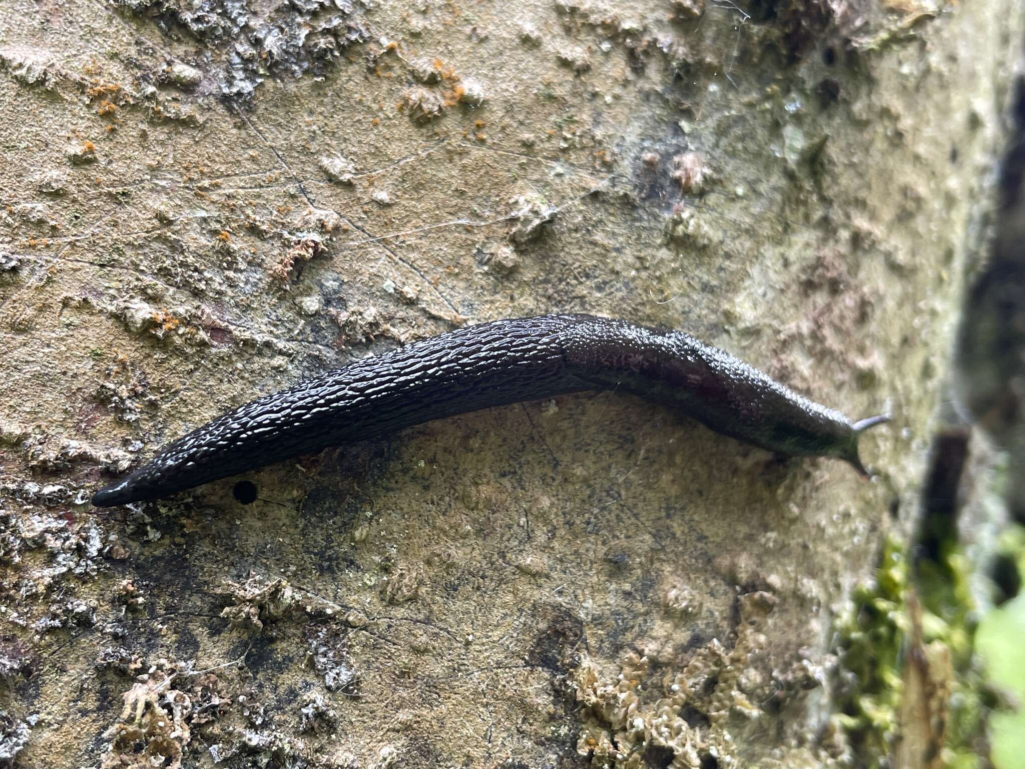 Image of Prophysaon obscurum Cockerell 1890