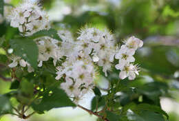 Prunus maximowiczii Rupr. resmi