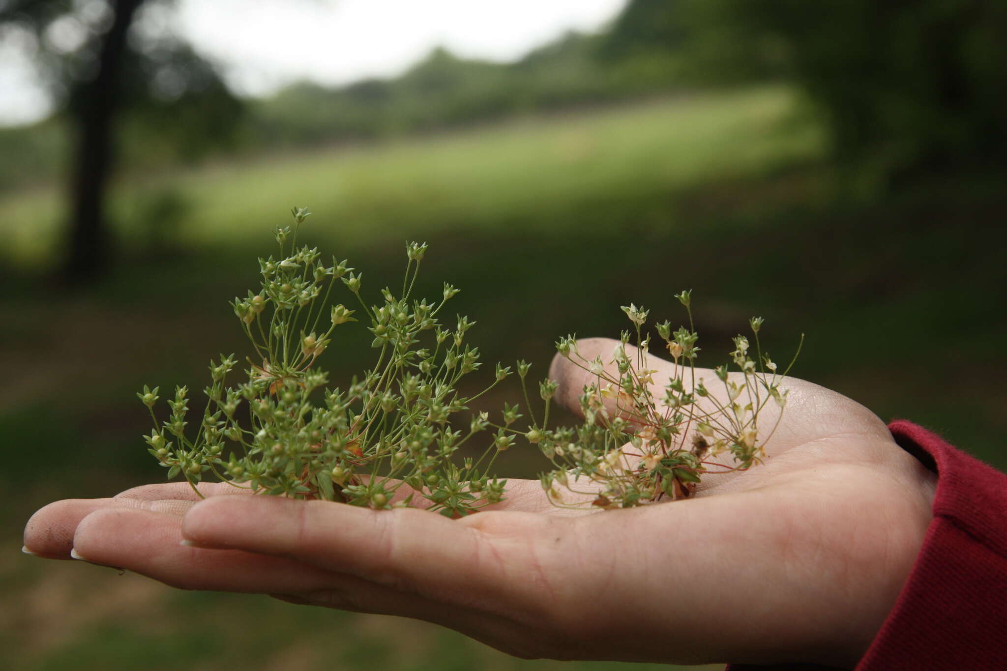 Image of western rockjasmine