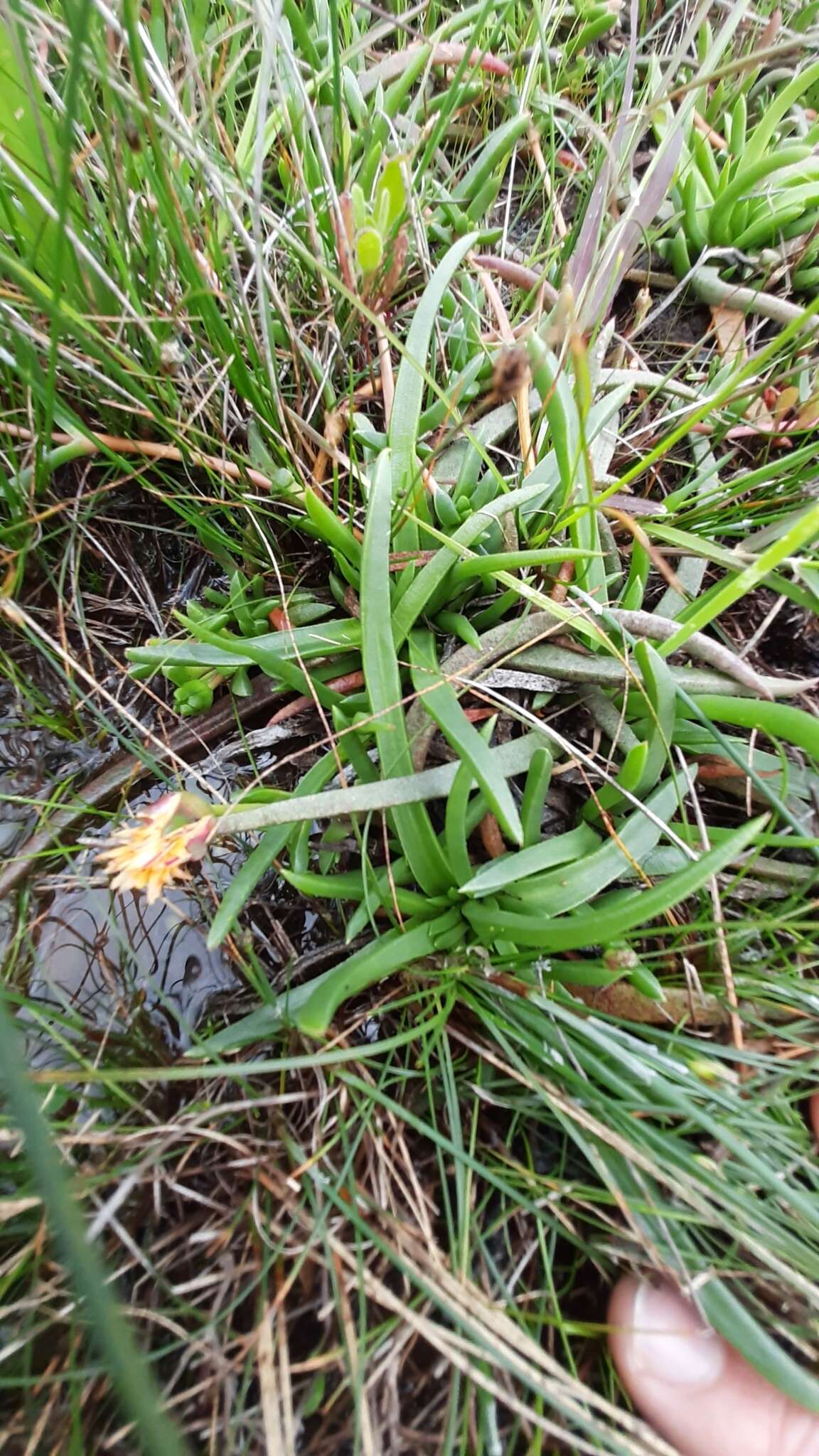 Image of Cephalophyllum parviflorum L. Bol.