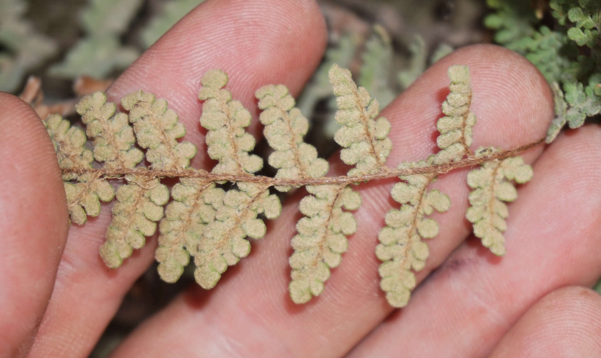 Image of Eaton's lipfern