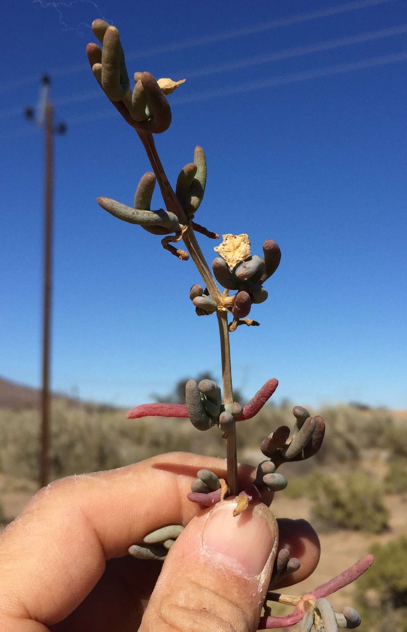 Image of Lampranthus uniflorus (L. Bol.) L. Bol.