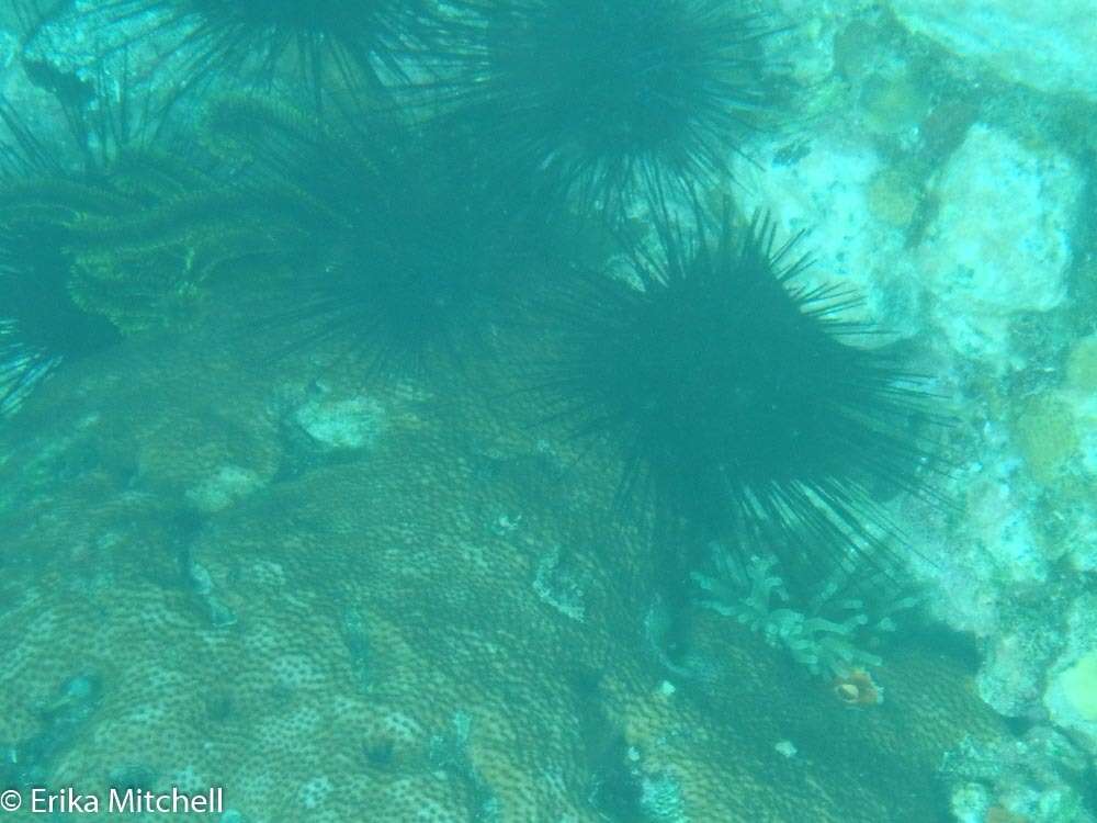 Image of spiny urchin