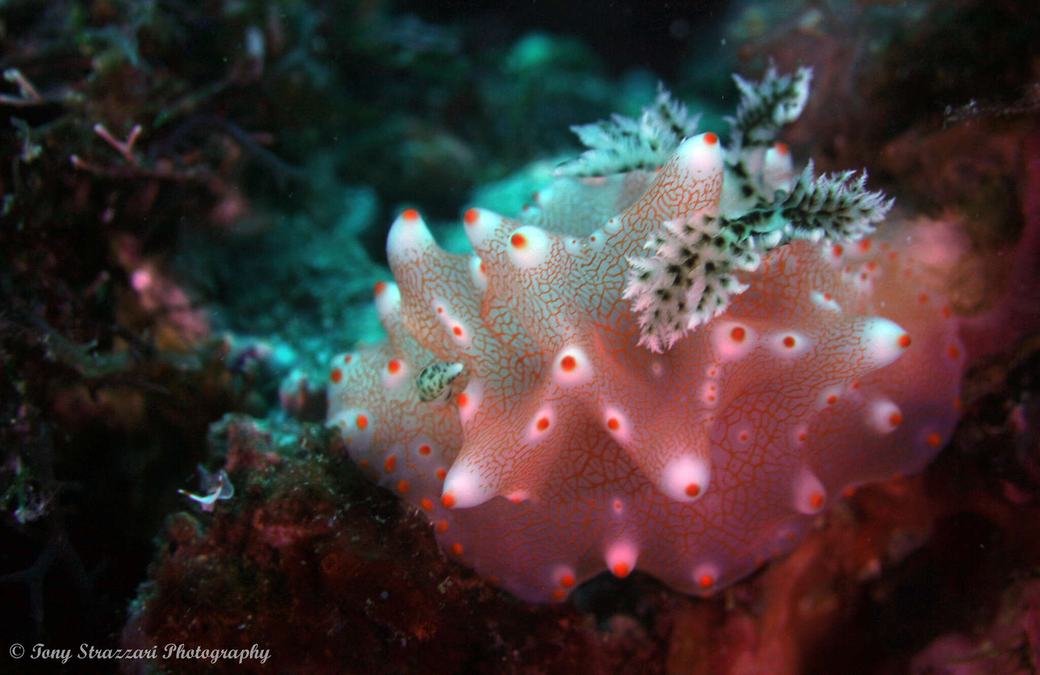 Image of Orange spot white lumpy slug