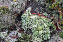 Image of Asahina's cup lichen