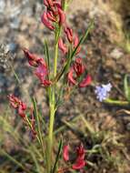 Sivun Indigofera buchananii Burtt Davy kuva