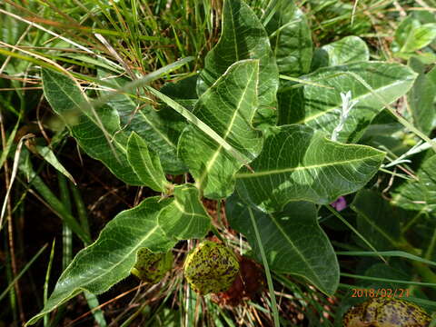 Image of Pachycarpus grandiflorus subsp. grandiflorus