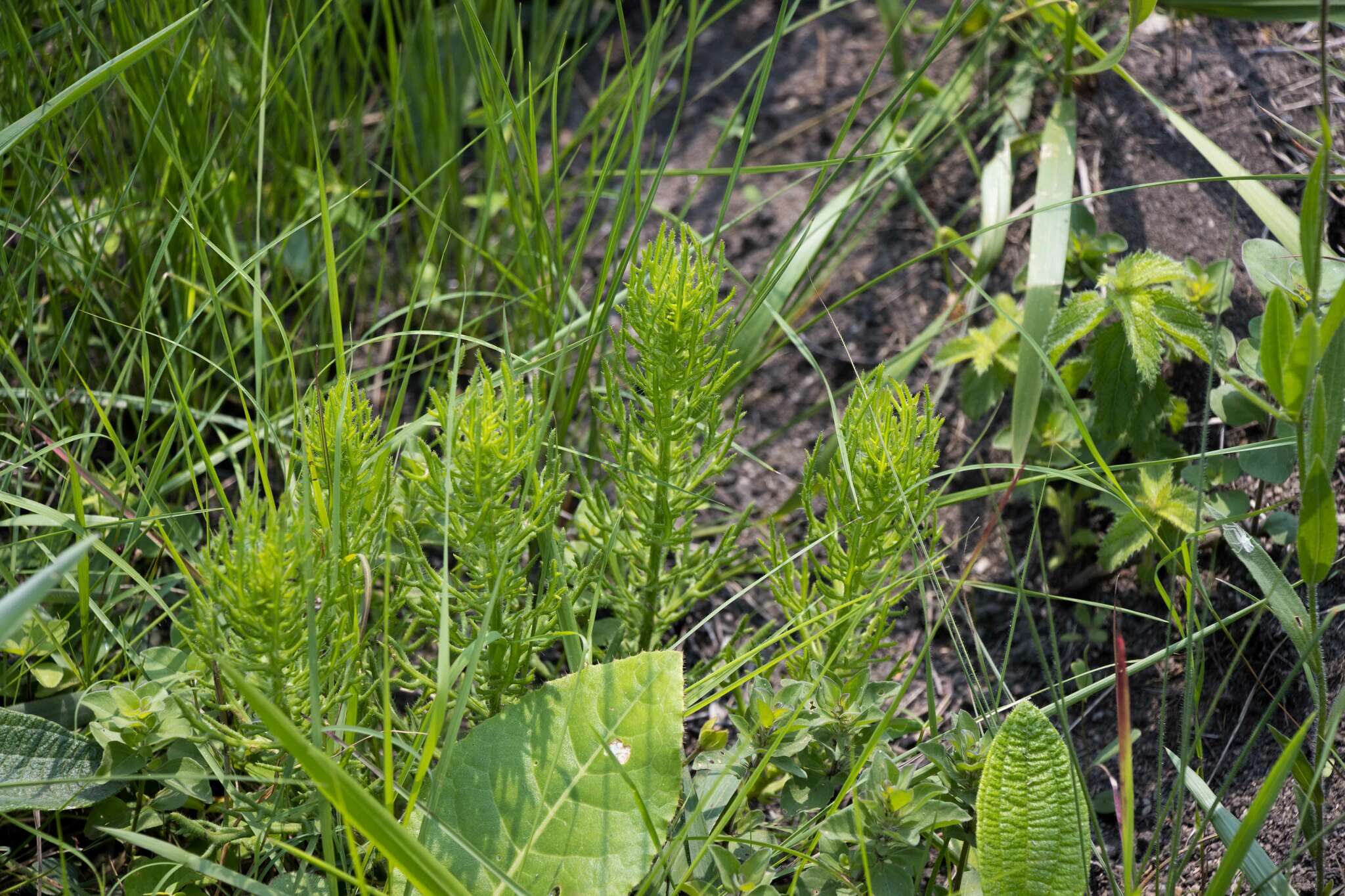 Image of Senecio erubescens var. incisus DC.