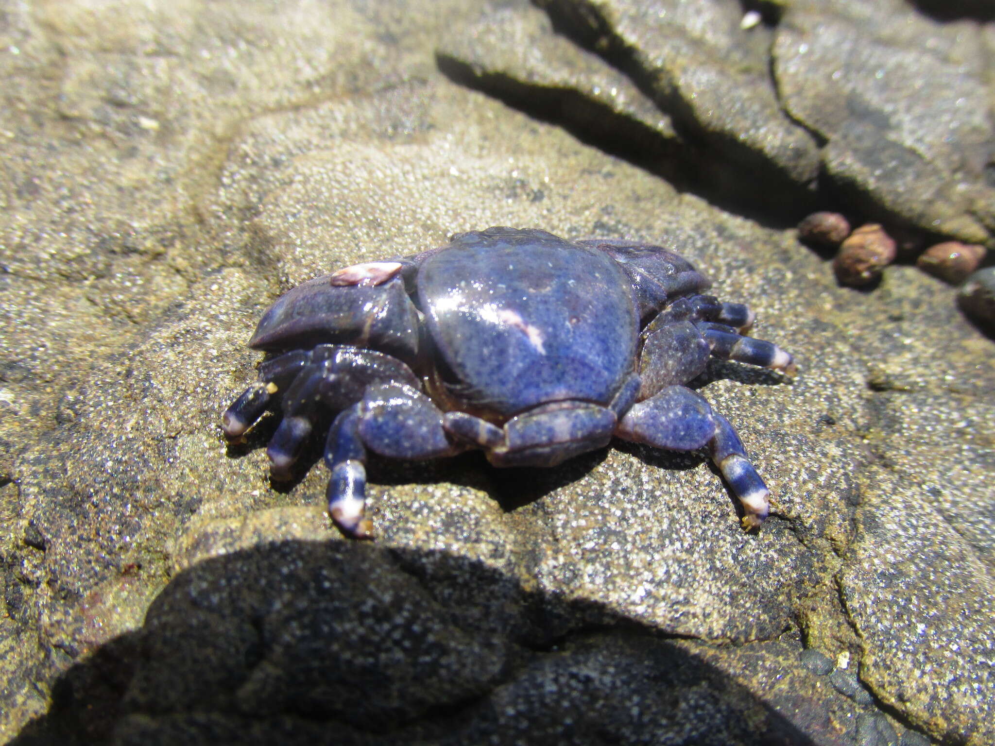 Image of Petrolisthes violaceus (Guérin 1829)