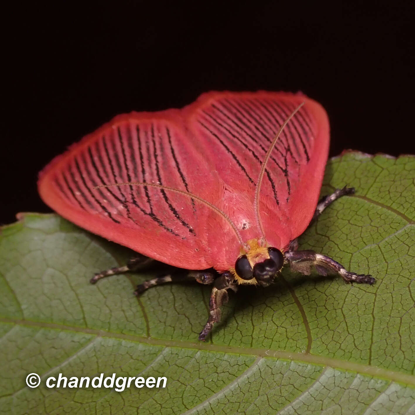 Image of Arctioblepsis rubida Felder & Felder 1862