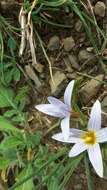 Image of crocus-leaved ROMULEA