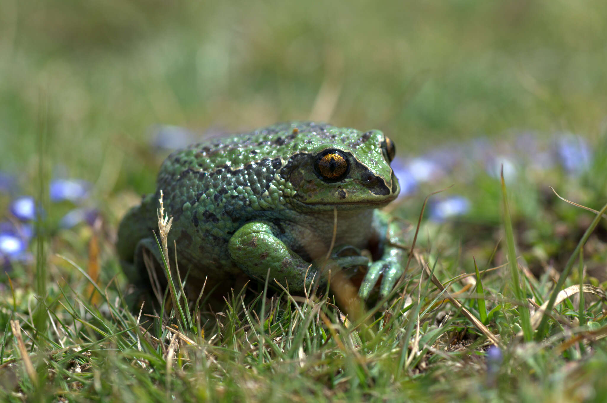 Image of Badditu Forest Treefrog