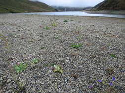 Image of Epilobium komarovianum Leveille