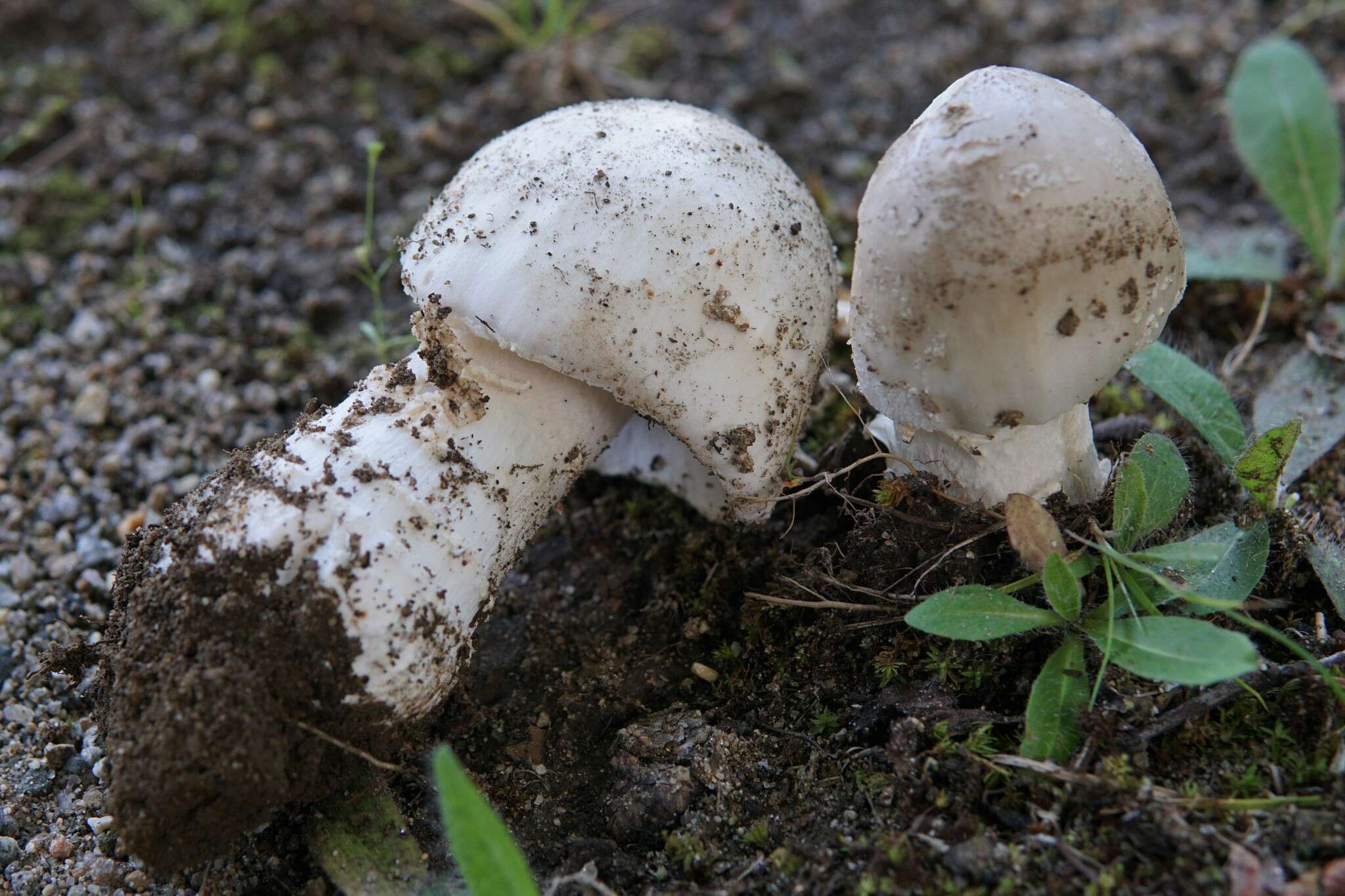 Image of Amanita canescens D. T. Jenkins 1982