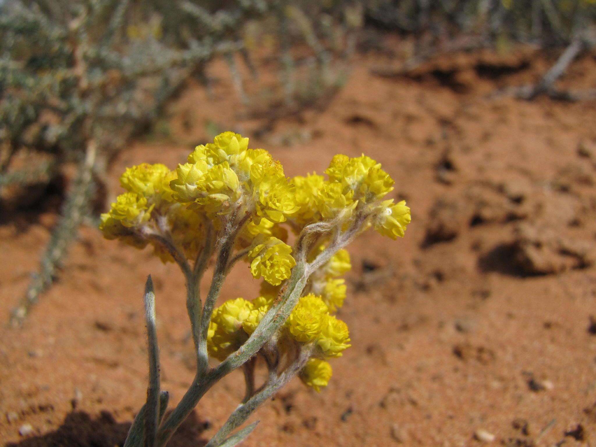 Image of Helichrysum moeserianum Thell.