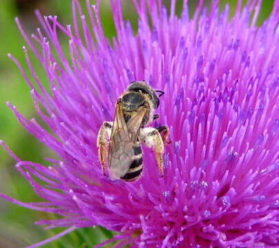 Image of Halictus ligatus Say 1837