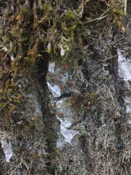 Image of dotted lichen