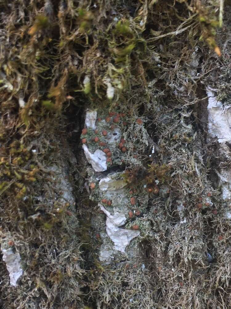 Image of dotted lichen