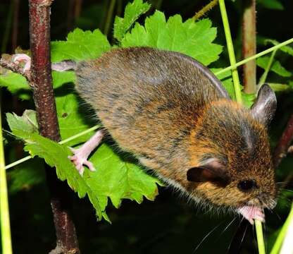 صورة Reithrodontomys chrysopsis Merriam 1900