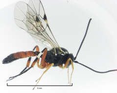 Image of Parasitoid wasp