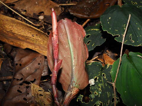 Image of Boesenbergia orbiculata R. M. Sm.