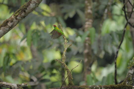 Image of Rufous-winged Tanager