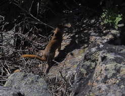 Image of Mountain Weasel