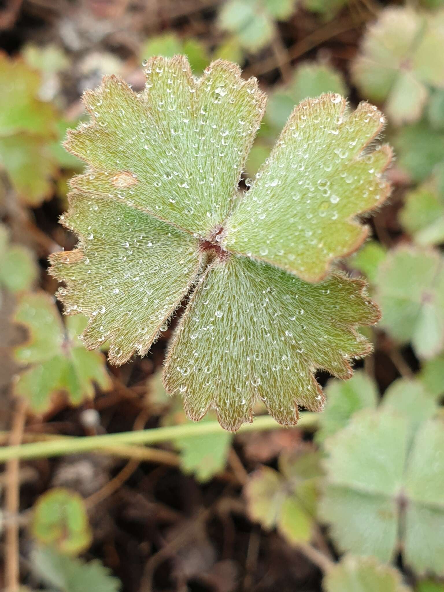 Imagem de Marsilea drummondii A. Br.