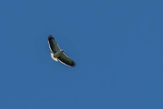 Image of Mantled Hawk