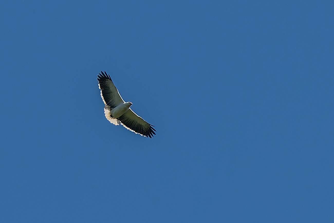 Imagem de Gavião-pombo-grande