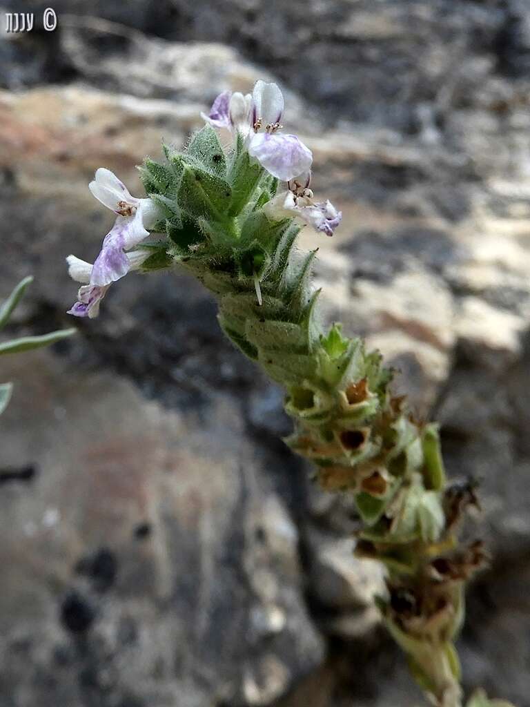 Слика од Stachys palaestina L.